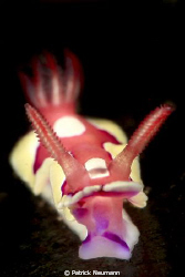 Nudi from Nudi Capitol Anilao taken with Canon\Hugyfot by Patrick Neumann 